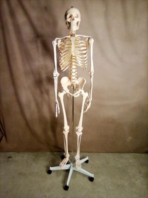 人体骨格標本